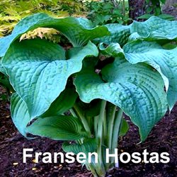 Хоста  'Фрэнк Ллойд Райт' /    Hosta  hybride  'Frank Lloyd Wright'